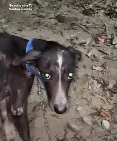 Reiki, appearing more alert, was startle...