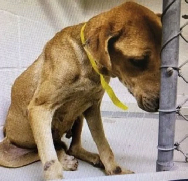 Extra image from article