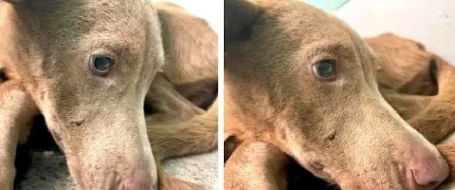 Extra image from article