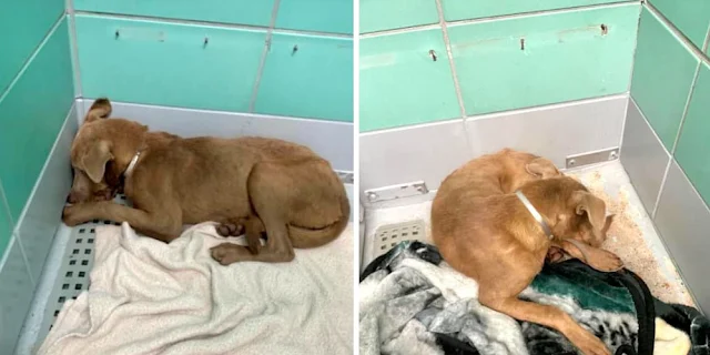 Scarlett arrived at the shelter as a str...