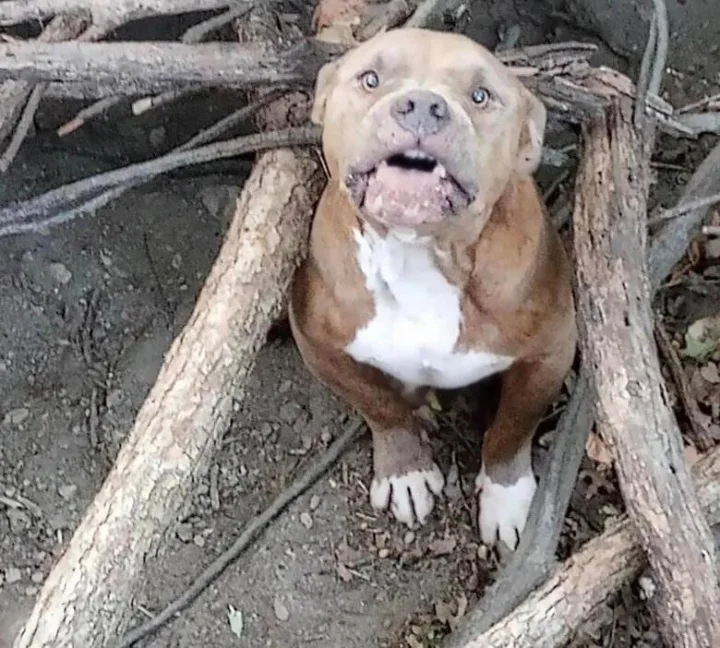 Massey shared about his efforts on Faceb...