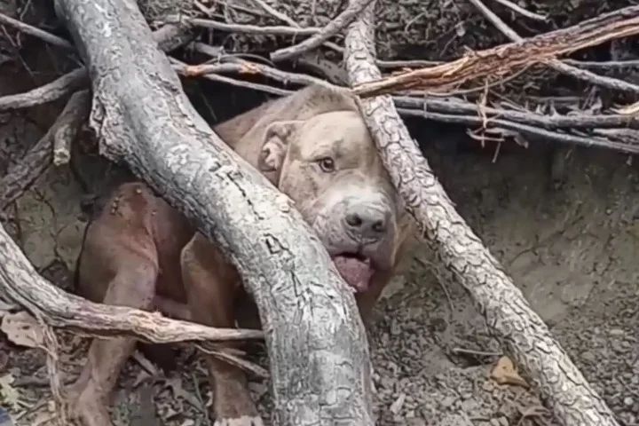 Lauren Anton, the executive director of ...