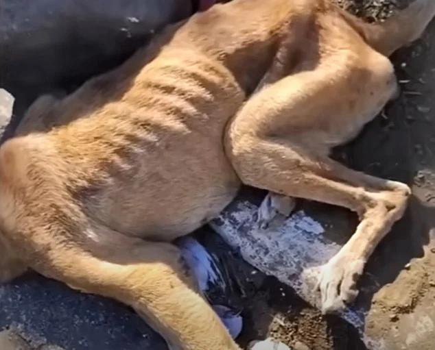 Initially, Magma resisted all attempts a...