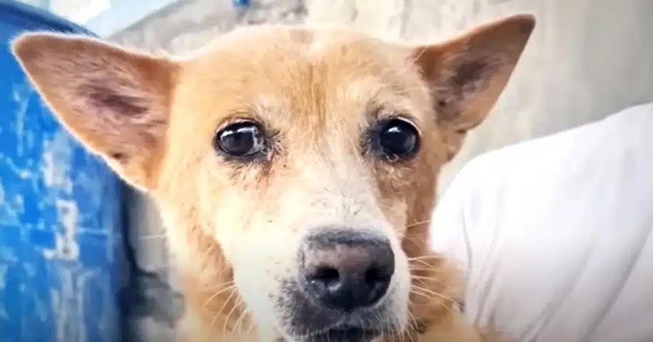 Extra image from article