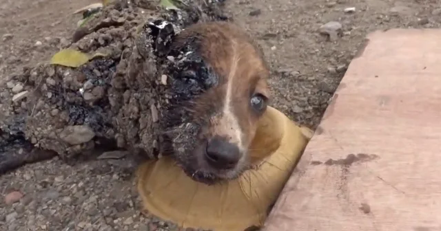 The rescue proved to be a painstaking pr...