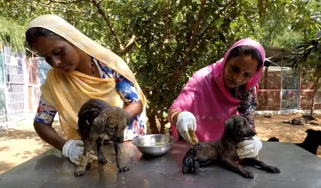 Extra image from article