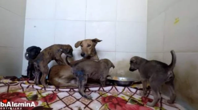 Extra image from article