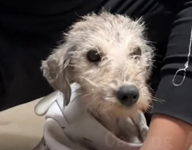 Extra image from article