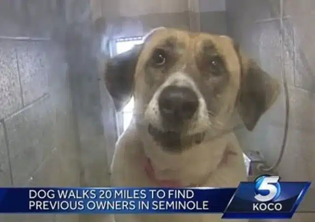 Remarkably, after being returned to her ...