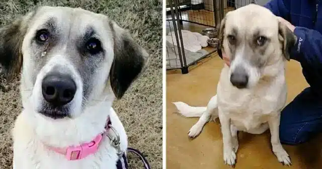 Cathleen had originally been given to a ...