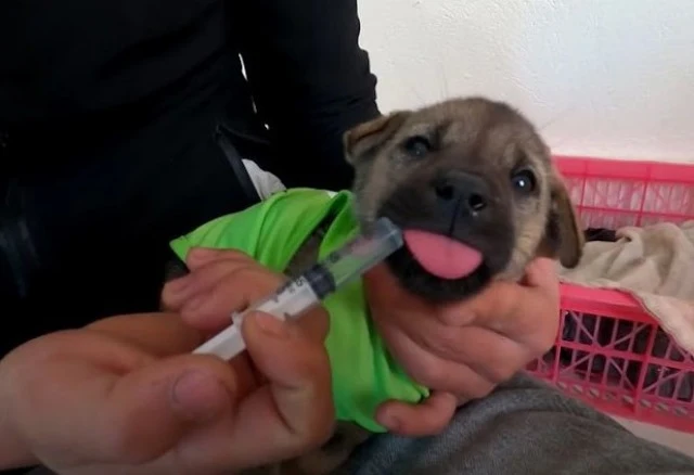 Extra image from article