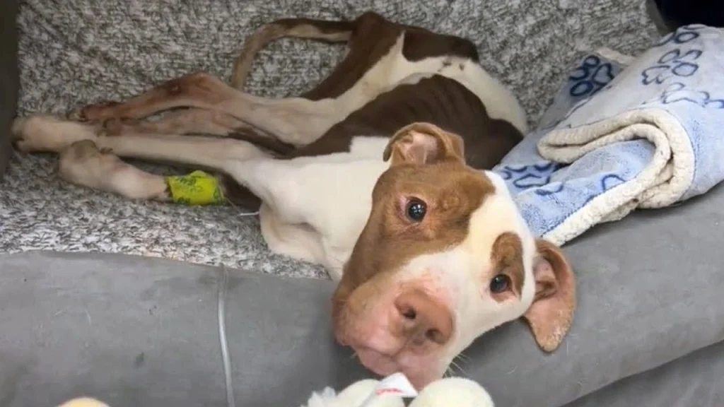 Skinny's rescuers were deeply affected u...