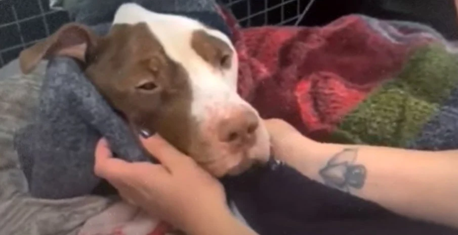 In a foster home, Skinny's recovery cont...