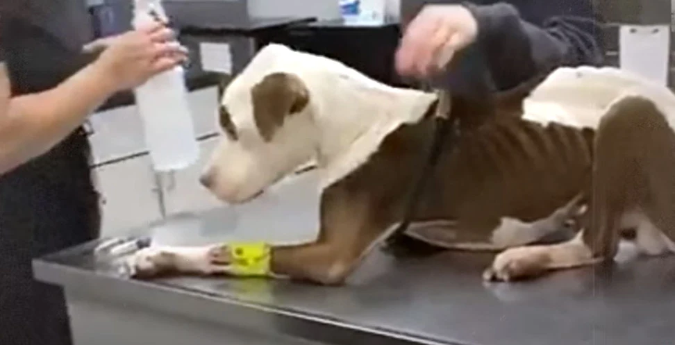 Extra image from article