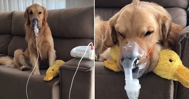 Once Fred arrived at the shelter, staff ...