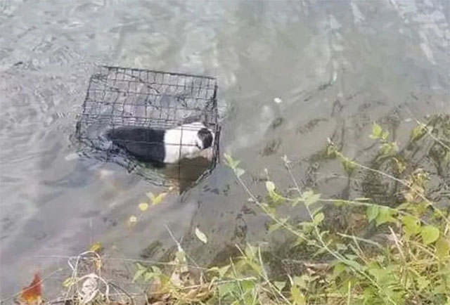 Extra image from article