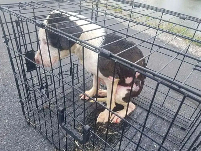 Extra image from article