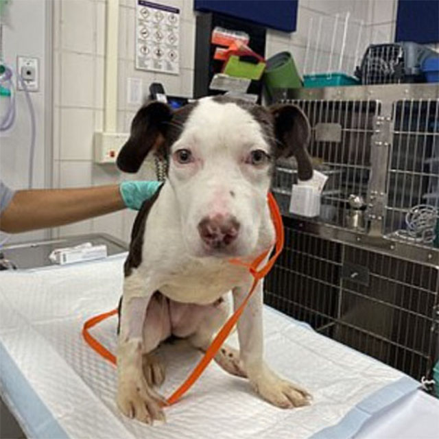 Extra image from article