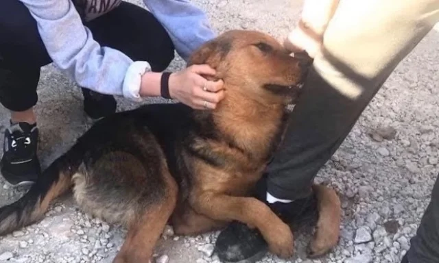 Today, this once stray dog is happily se...