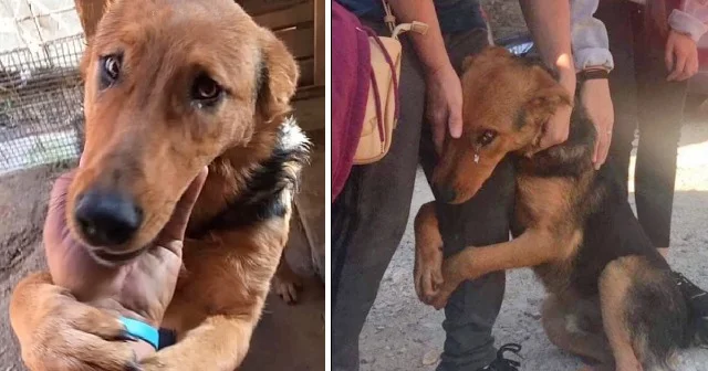 Within just six days, Fahrudin worked ti...