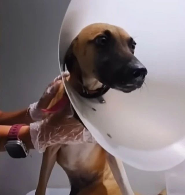 Eva Victoria's story is one of courage a...