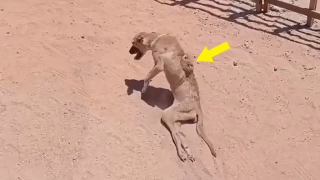 A compassionate woman discovered Eva Vic...