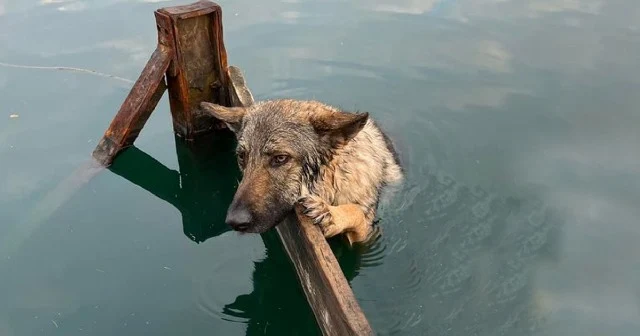 The dog is currently receiving care at t...