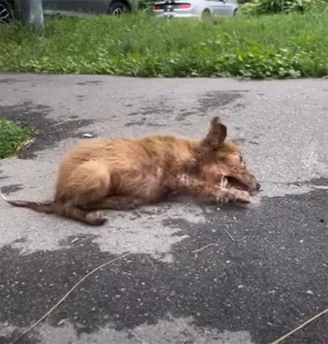 Crouching down, I reached out to her, an...