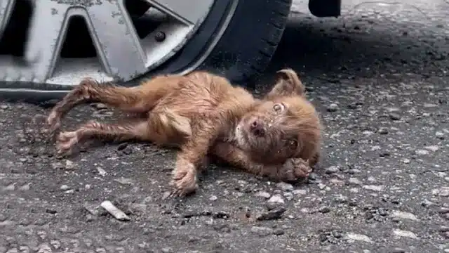 Her feeble body was trembling, her eyes ...