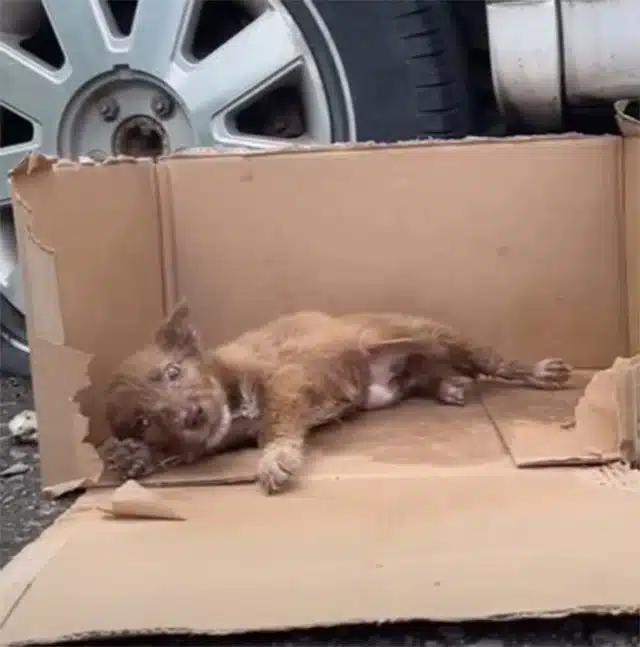 I placed her in a warm box, shielding he...