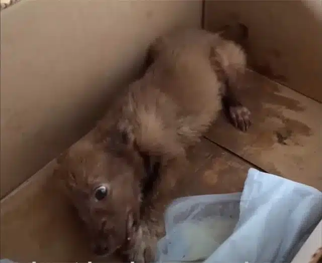 The veterinary team was taken aback by h...