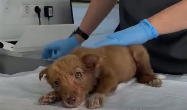 Gradually, Alice began responding to the...