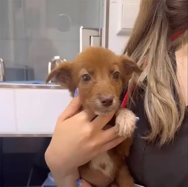 Alice’s transformation was indeed miracu...