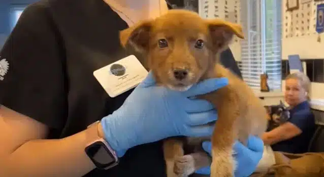 Alice became more than just a rescue sto...