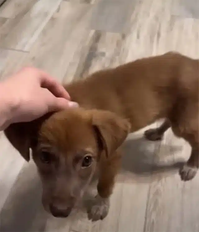 Extra image from article