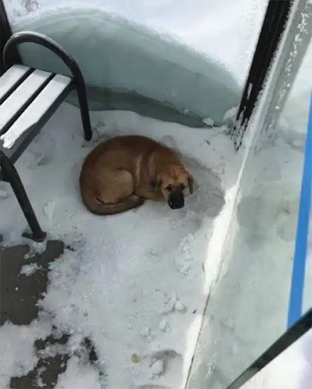 Initially wary, the frightened dog growl...