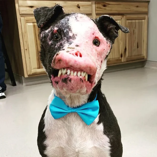 Extra image from article