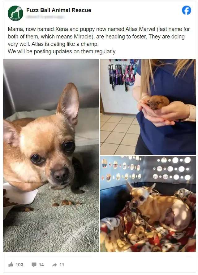 The Chihuahua, named Xena, endured being...