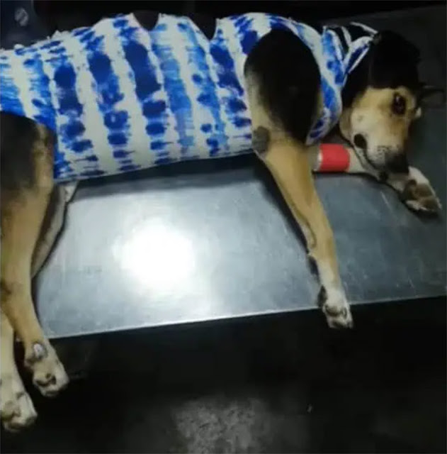 Extra image from article