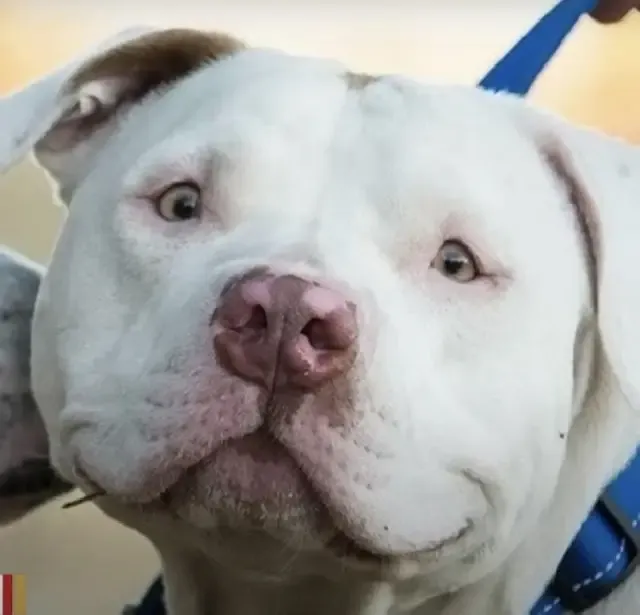 Extra image from article