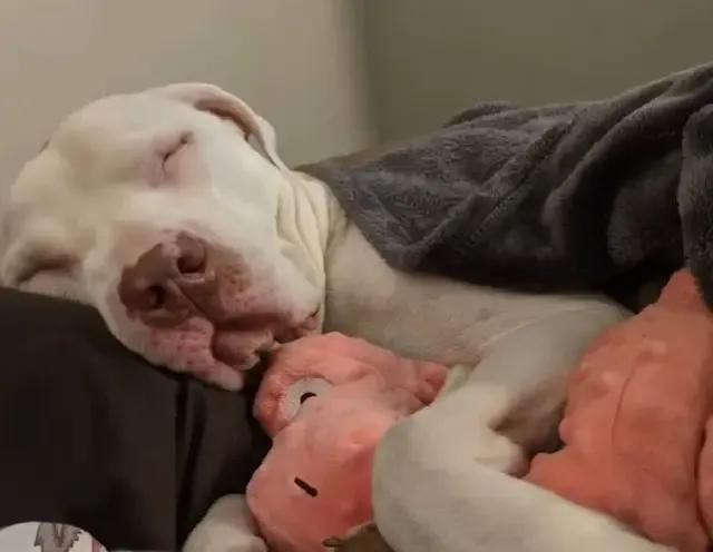 Extra image from article