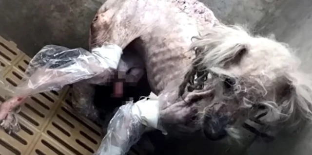 Extra image from article