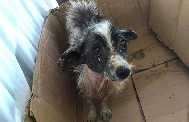 In poor health and visibly malnourished,...