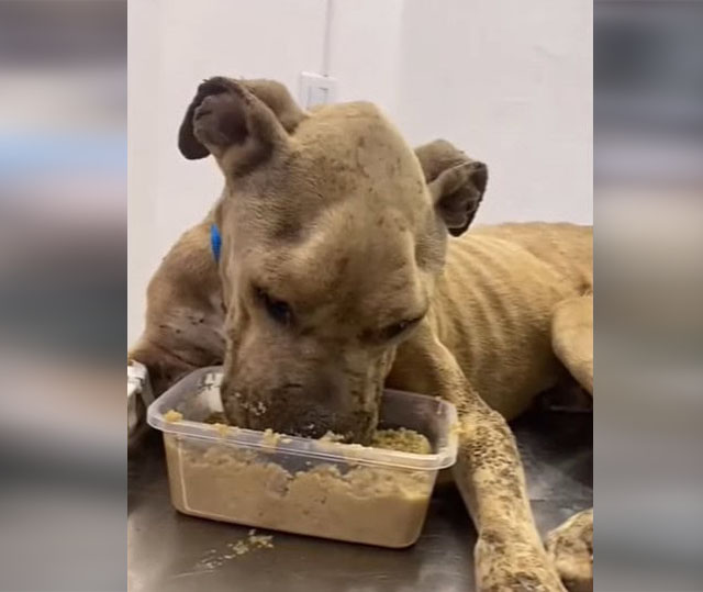 Extra image from article