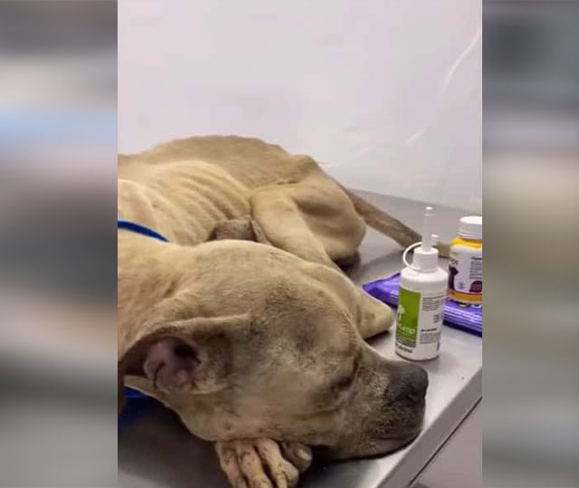 Extra image from article