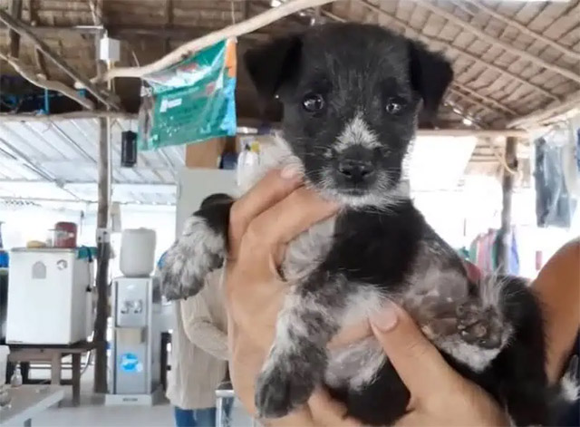 Extra image from article