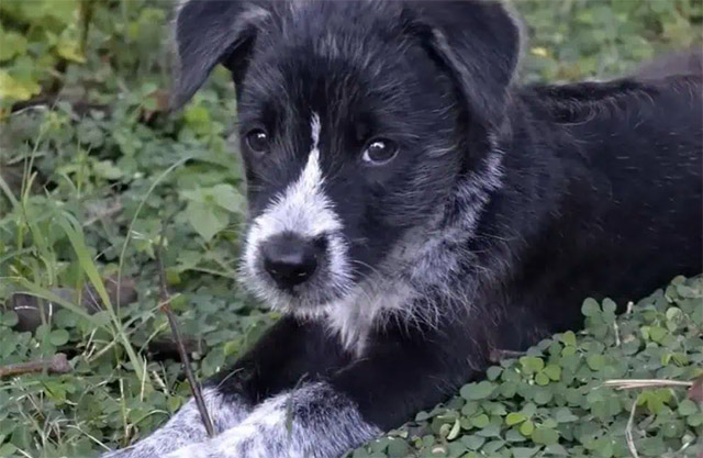 Extra image from article