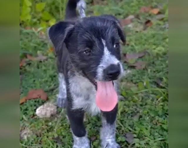 Extra image from article