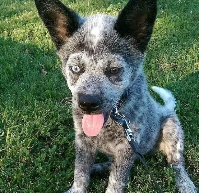 An MRI revealed the full scope of Moose’...