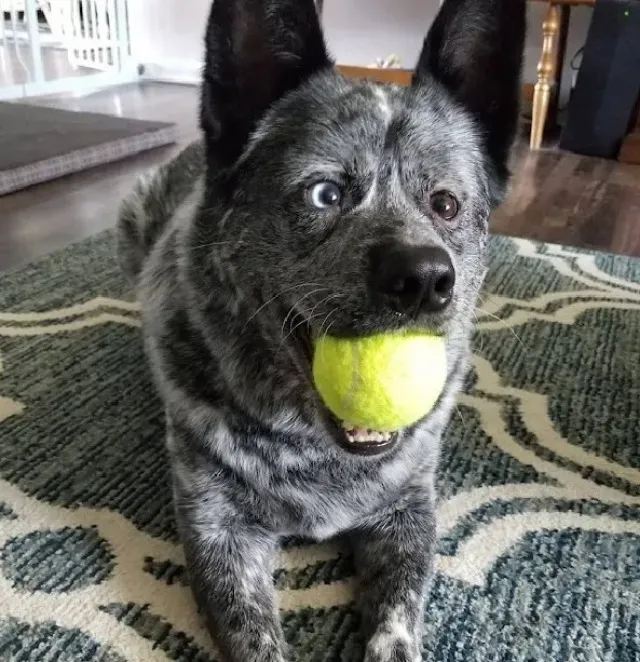 Extra image from article